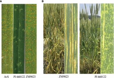 Genome-wide QTL mapping for stripe rust resistance in spring wheat line PI 660122 using the Wheat 15K SNP array